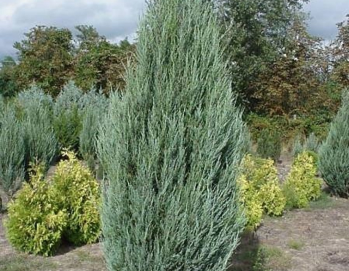 Borievka viržínska ‘Blue Arrow’