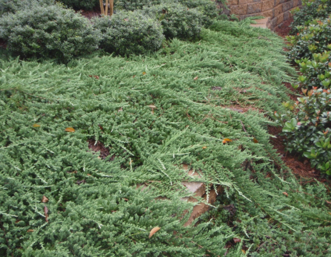 Borievka rozprestretá ´Pancake´