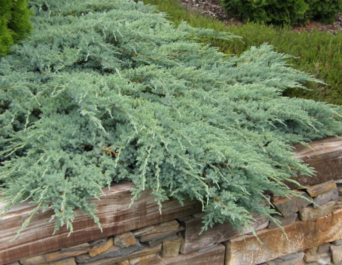 Borievka šupinatá ´Blue Carpet´