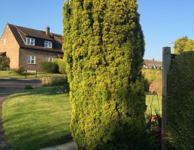 Tis obyčajný ´Aurea´