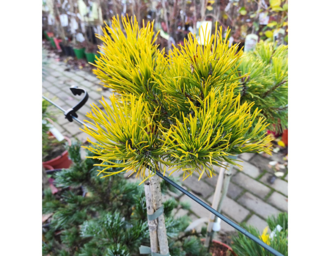 Borovica horská ´Carsten´s Wintergold´ stromčeková