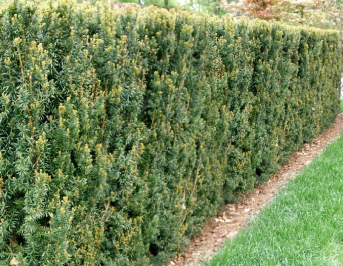 Tis prostredný ´Hillii´