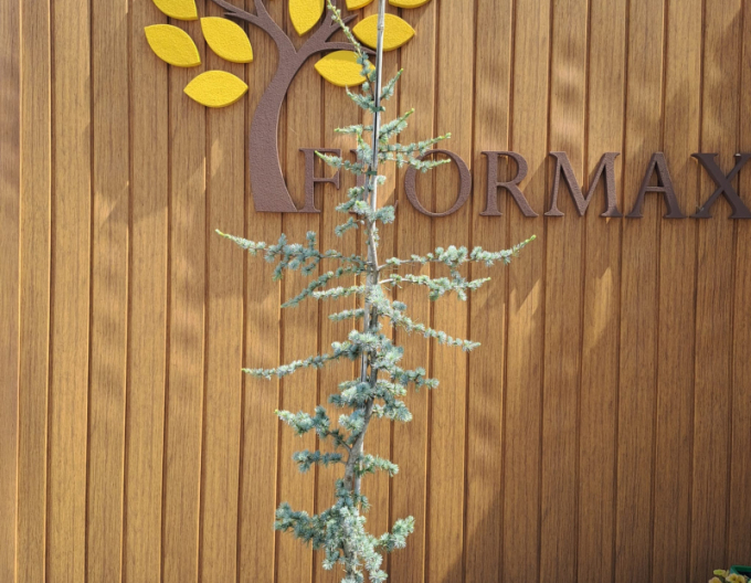 Céder libanonský ´Atlantica La Fontaine´