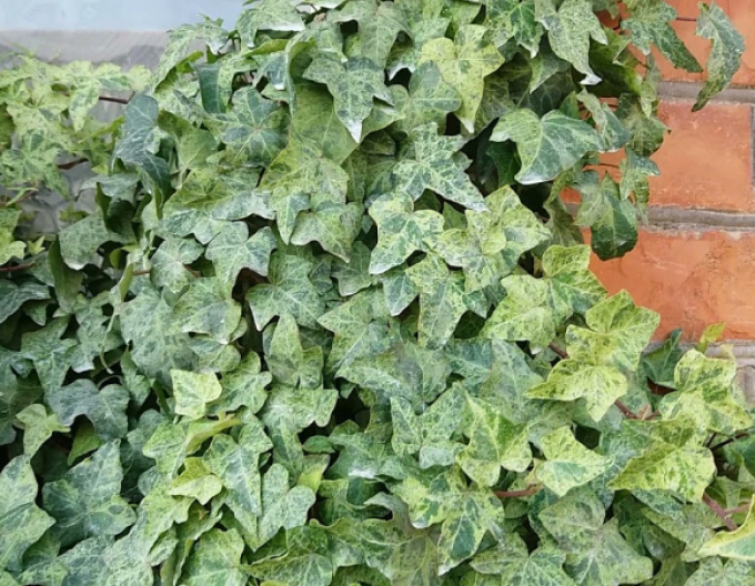 Brečtan popínavý ´Marmorata´