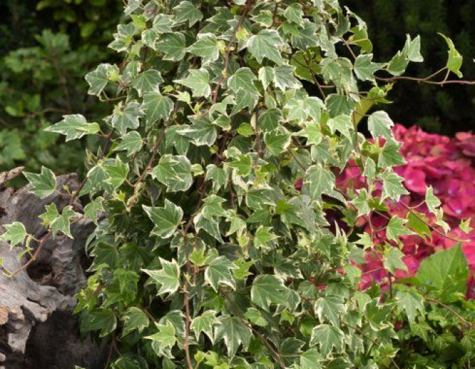 Brečtan popínavý ´White Ripple´