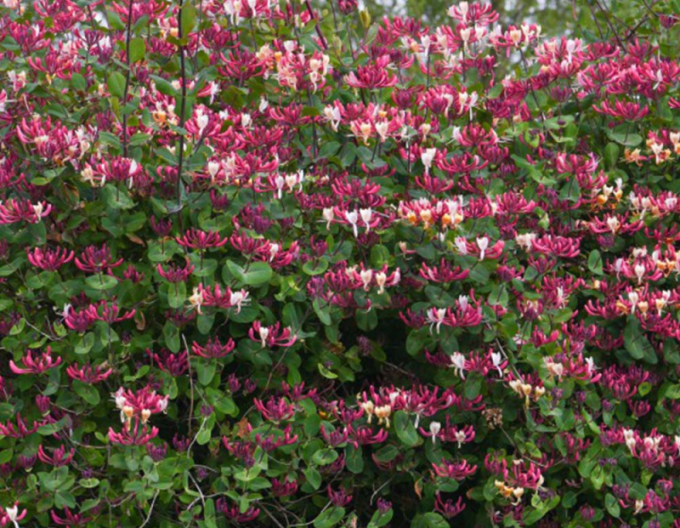 Zemolez ovíjavý ´Belgica´