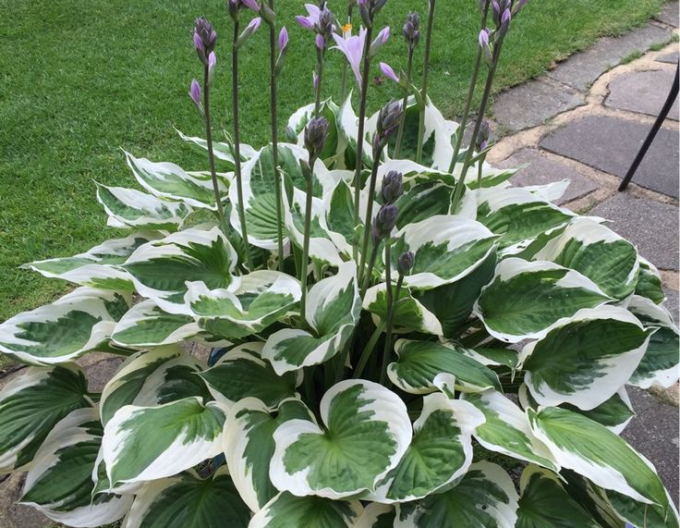 Hosta  ´Francee´