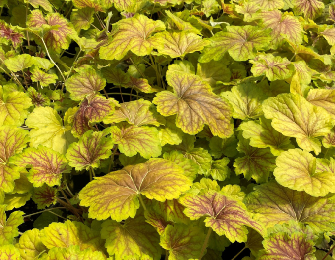 Heuchera ´Delta Down´