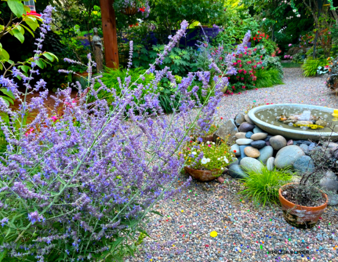 Perovskia ´Russian Sage´