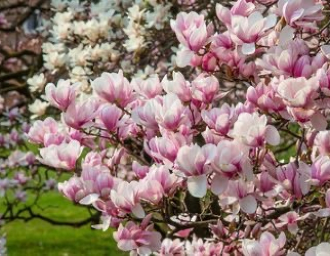 Magnólia ´Festirose´