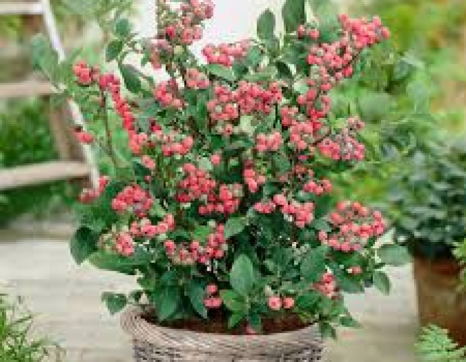 Čučoriedka kanadská ´Pink Lemonade´