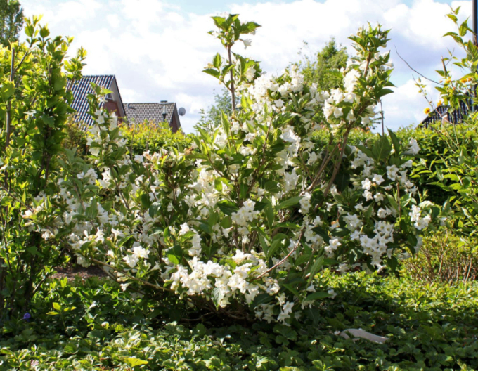 Vajgélia ´Snow Flake´