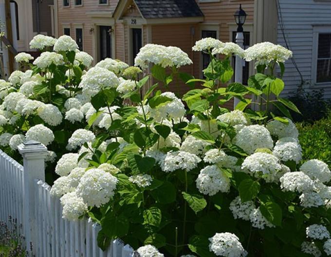 Hortenzia stromčekovitá ´Anabelle´ 2l