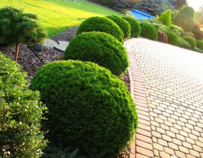 Tuja západná ´Danica´