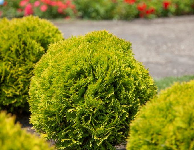 Tuja západná "Mirjam"