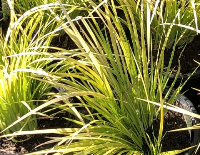 Puškvorec trávolistý ´Golden Delight´ 9x9