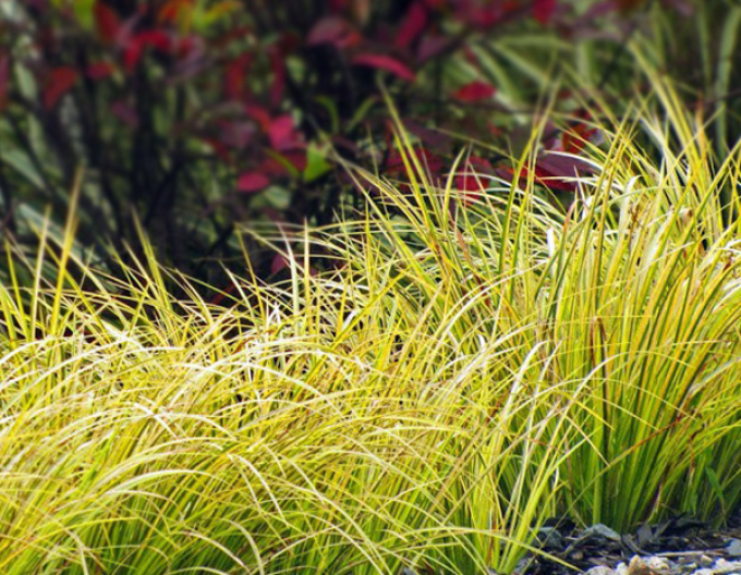 Puškvorec trávolistý ´Golden Delight´ 9x9