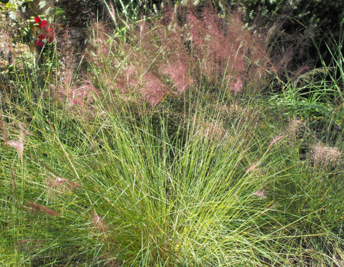 Muhlenbergia capillaris