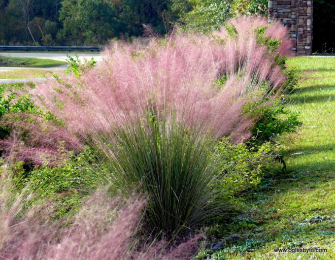 Muhlenbergia capillaris