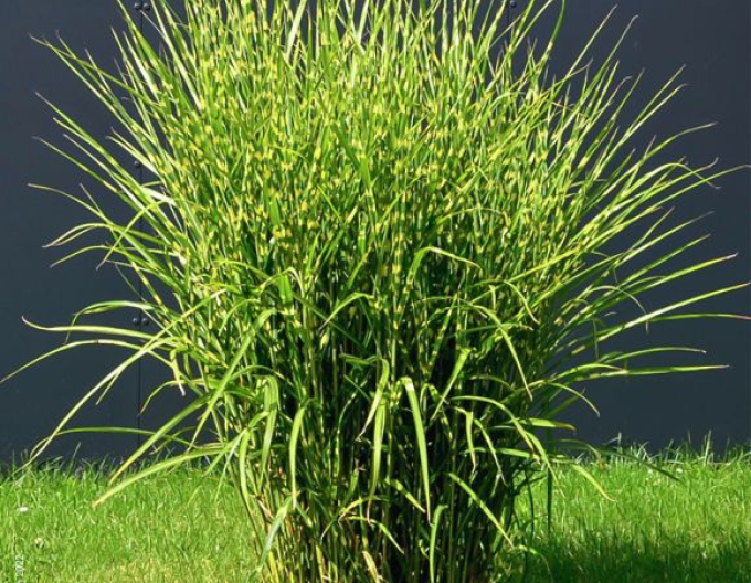 Ozdobnica čínska ’Zebrinus’