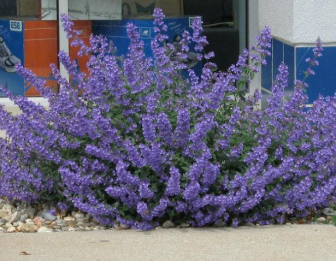 Kocúrnik ´Walker´s Low´