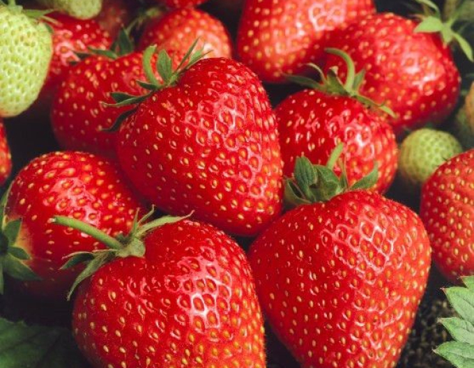 Jahoda ´Wendy´  skorá odroda