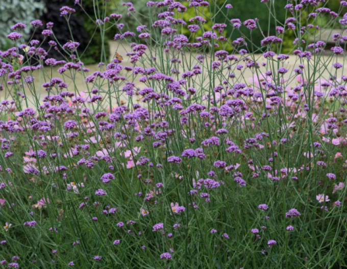 Železník argentínsky