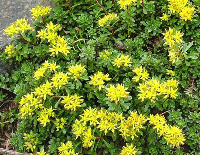 Rozchodník ’Weihenstephaner Gold’