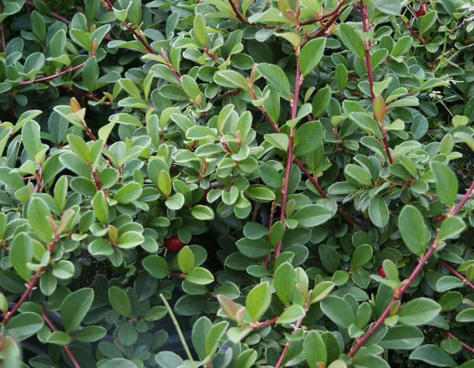 Skalník ’Eichholz’ 9x9