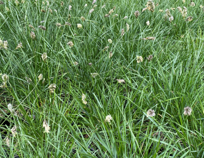 Ostrevka karpatská 9x9