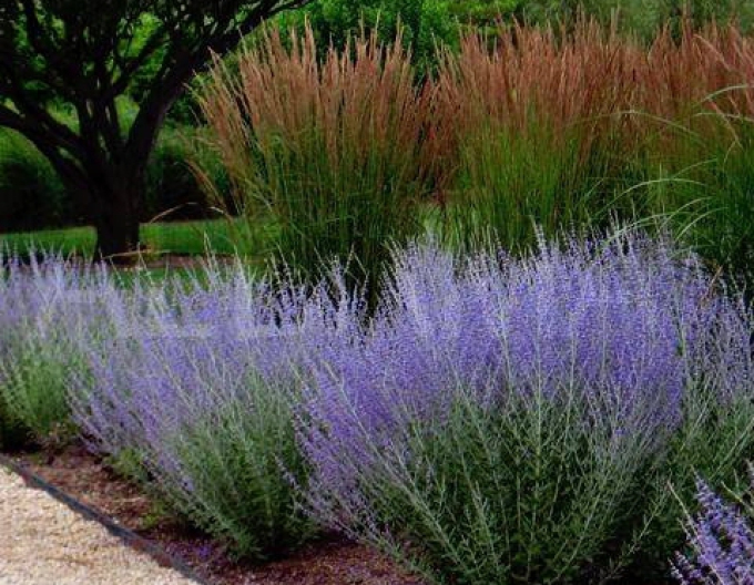 Perovskia ´Blue Spire´