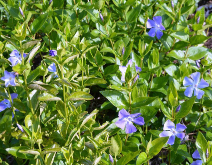 Zimozeleň menšia ´La Grave´