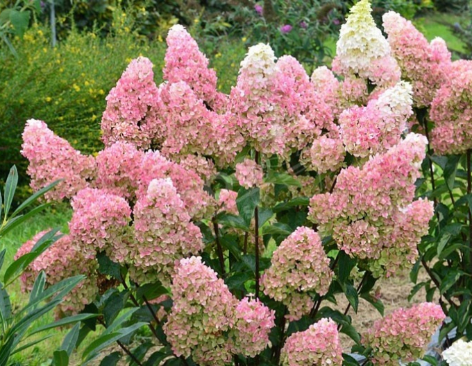 Hortenzia metlinatá ´Fraise Melba´ na kmienku