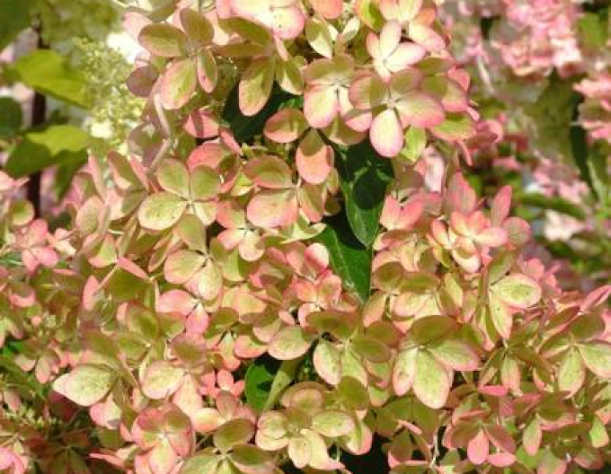 Hortenzia metlinatá ´Pastelgreen´