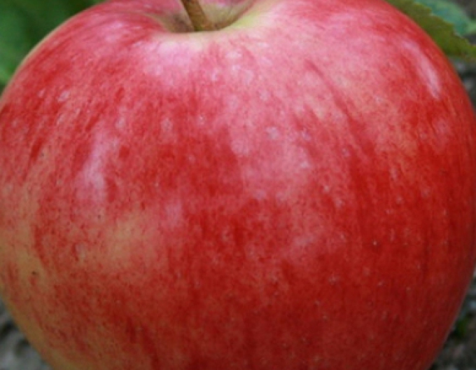 Jabloň ´Discovery´ letná, podp. A2, voľnok