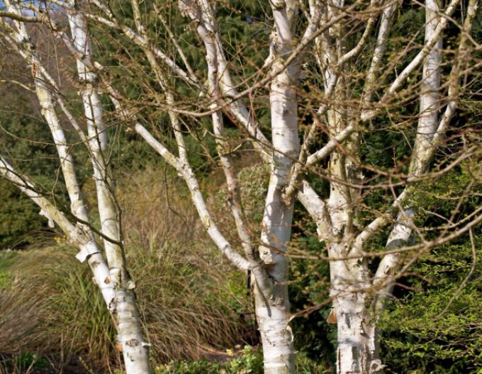 Breza himalájska ´JACQUEMONTII´   viackmeň  175/200cm