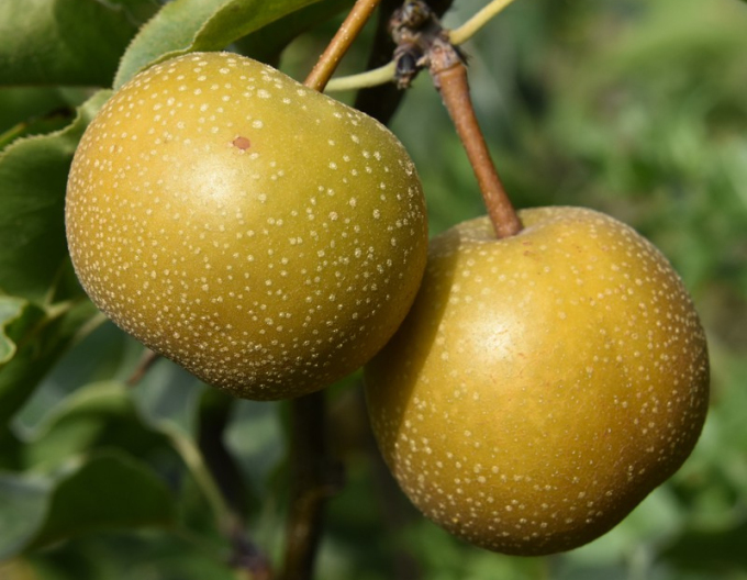 Ázijska hruška ´Hosui´ letná, podp. Hruška planá, voľnok.