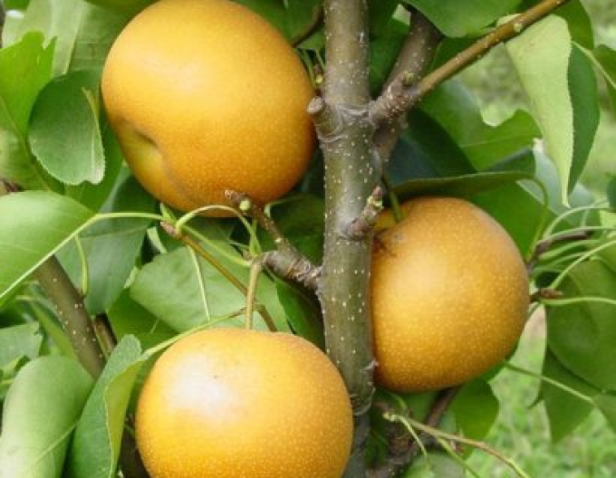 Ázijska hruška ´Hosui´ letná, podp. Hruška planá, voľnok.