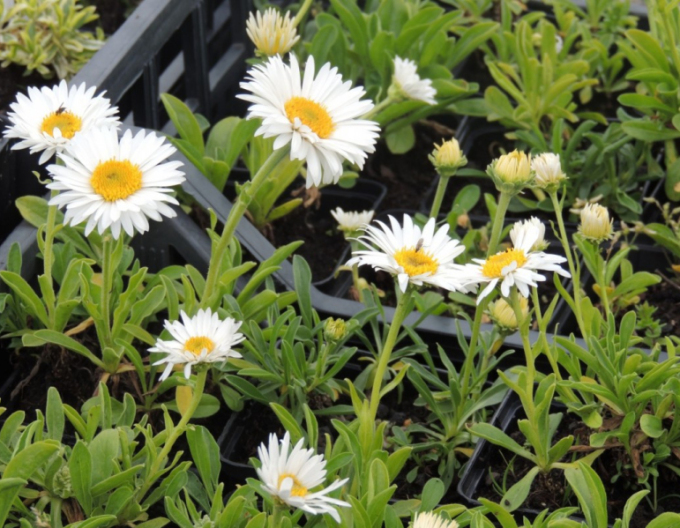 Astra alpinska ´White´