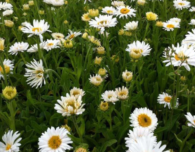 Astra alpinska ´White´