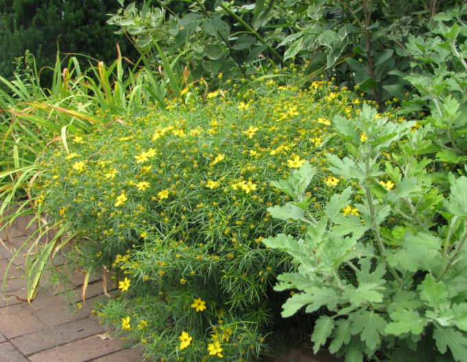 Kráska praslenová ´Zagreb´