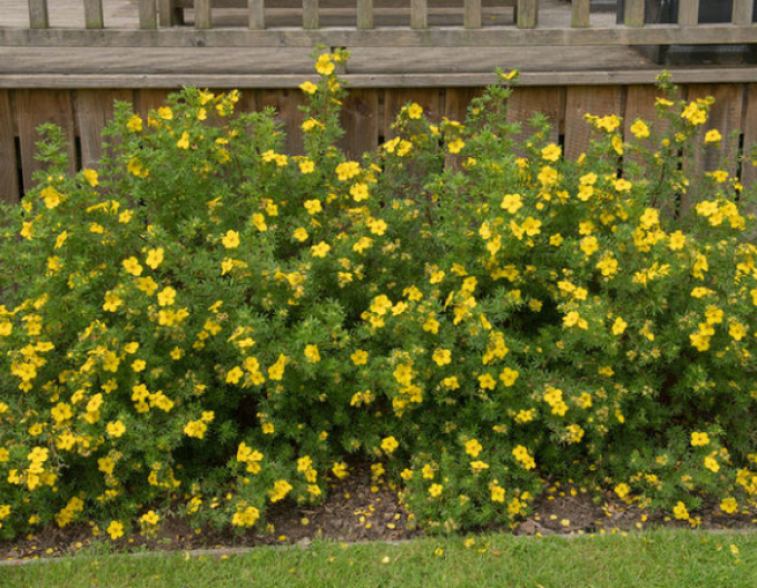 Nátržník krovitý ‘Klondike’