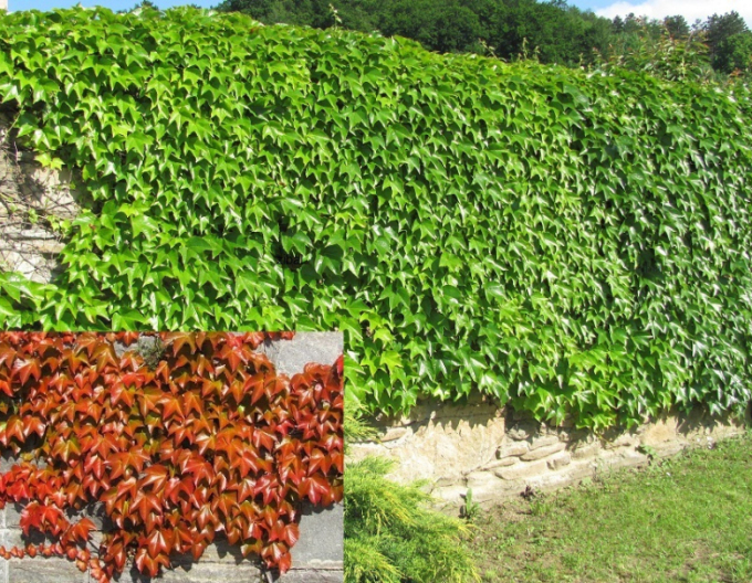 Pavinič trojlaločný ´Veitchii´