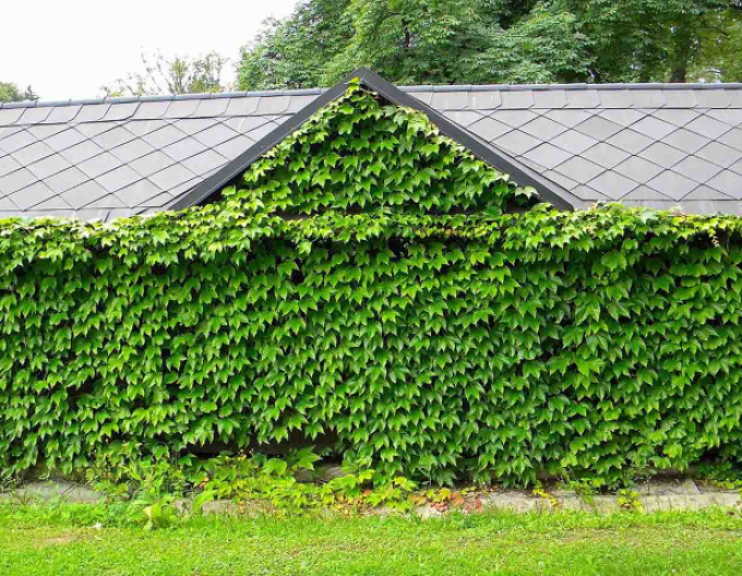 Pavinič trojlaločný ´Veitchii´