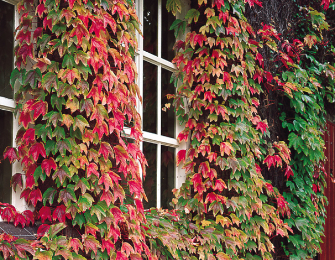 Pavinič trojlaločný ´Veitchii´