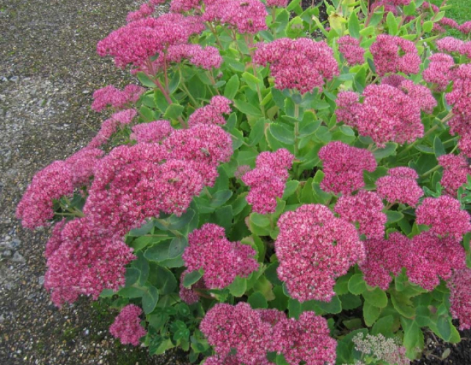 Rozchodník nádherný "Brilliant"