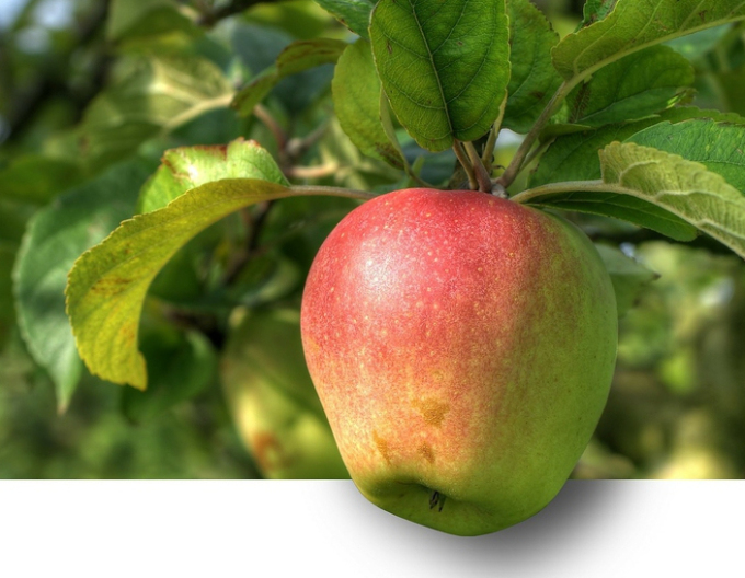 Jabloň ´Pinova´ zimná, podpn. M9, voľnok.