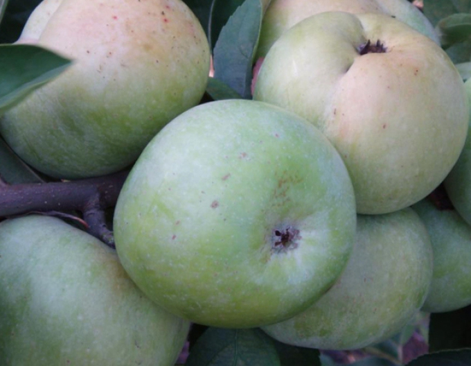 Jabloň ´Priesvitná letná´,  podpn. MM106, voľnok.