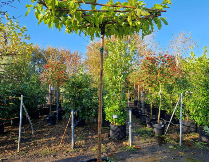 Moruša platanolistá ’Fruitless’