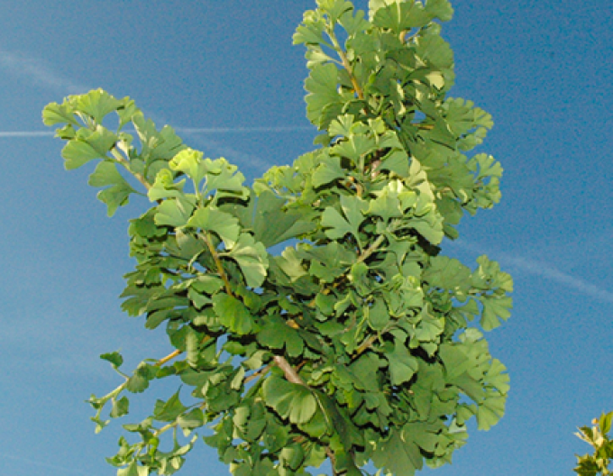 Ginko ´Mariken´ na kmienku